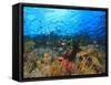 Schooling Anthias Fish, Wetar Island, Banda Sea, Indonesia-Stuart Westmorland-Framed Stretched Canvas