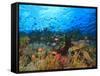 Schooling Anthias Fish, Wetar Island, Banda Sea, Indonesia-Stuart Westmorland-Framed Stretched Canvas