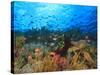Schooling Anthias Fish, Wetar Island, Banda Sea, Indonesia-Stuart Westmorland-Stretched Canvas