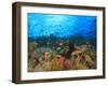 Schooling Anthias Fish, Wetar Island, Banda Sea, Indonesia-Stuart Westmorland-Framed Premium Photographic Print