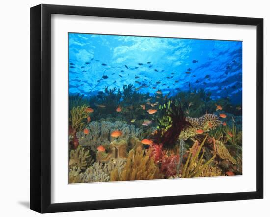 Schooling Anthias Fish, Wetar Island, Banda Sea, Indonesia-Stuart Westmorland-Framed Premium Photographic Print