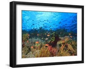 Schooling Anthias Fish, Wetar Island, Banda Sea, Indonesia-Stuart Westmorland-Framed Premium Photographic Print