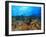 Schooling Anthias Fish, Wetar Island, Banda Sea, Indonesia-Stuart Westmorland-Framed Premium Photographic Print