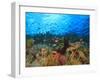 Schooling Anthias Fish, Wetar Island, Banda Sea, Indonesia-Stuart Westmorland-Framed Premium Photographic Print