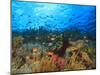 Schooling Anthias Fish, Wetar Island, Banda Sea, Indonesia-Stuart Westmorland-Mounted Premium Photographic Print