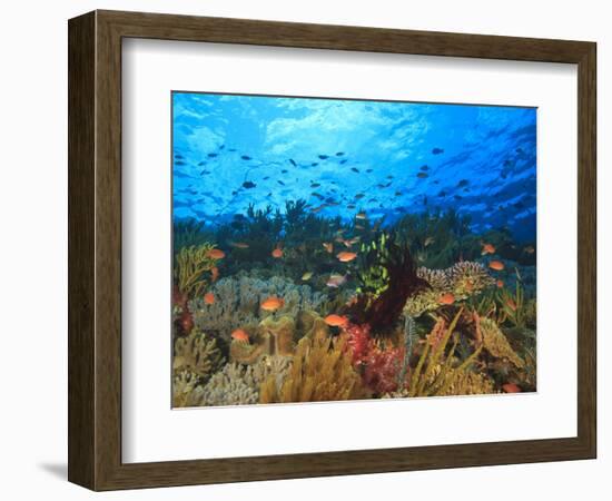 Schooling Anthias Fish, Wetar Island, Banda Sea, Indonesia-Stuart Westmorland-Framed Photographic Print