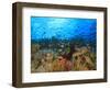 Schooling Anthias Fish, Wetar Island, Banda Sea, Indonesia-Stuart Westmorland-Framed Photographic Print