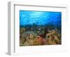 Schooling Anthias Fish, Wetar Island, Banda Sea, Indonesia-Stuart Westmorland-Framed Photographic Print