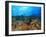 Schooling Anthias Fish, Wetar Island, Banda Sea, Indonesia-Stuart Westmorland-Framed Photographic Print