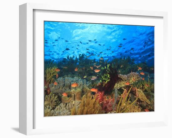 Schooling Anthias Fish, Wetar Island, Banda Sea, Indonesia-Stuart Westmorland-Framed Photographic Print