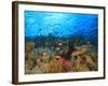 Schooling Anthias Fish, Wetar Island, Banda Sea, Indonesia-Stuart Westmorland-Framed Photographic Print