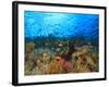 Schooling Anthias Fish, Wetar Island, Banda Sea, Indonesia-Stuart Westmorland-Framed Photographic Print