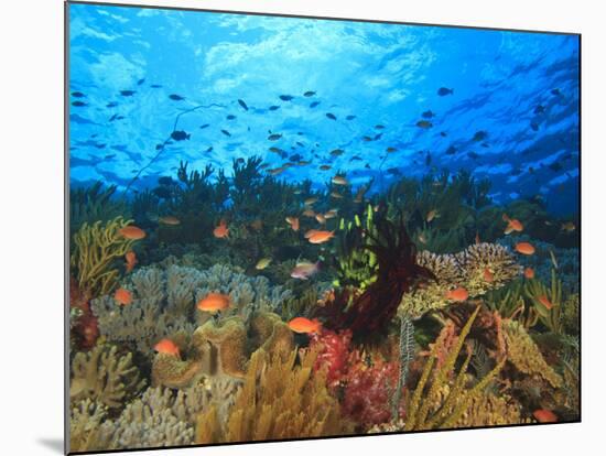 Schooling Anthias Fish, Wetar Island, Banda Sea, Indonesia-Stuart Westmorland-Mounted Photographic Print