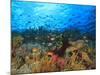 Schooling Anthias Fish, Wetar Island, Banda Sea, Indonesia-Stuart Westmorland-Mounted Photographic Print