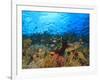 Schooling Anthias Fish, Wetar Island, Banda Sea, Indonesia-Stuart Westmorland-Framed Photographic Print