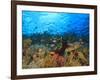 Schooling Anthias Fish, Wetar Island, Banda Sea, Indonesia-Stuart Westmorland-Framed Photographic Print