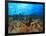 Schooling Anthias Fish, Wetar Island, Banda Sea, Indonesia-Stuart Westmorland-Framed Photographic Print