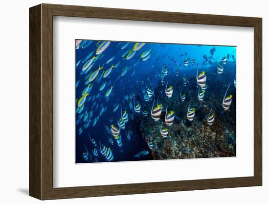 Schooling Bannerfish and Yellowback fusiliers, Maldives-Alex Mustard-Framed Photographic Print