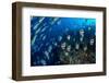 Schooling Bannerfish and Yellowback fusiliers, Maldives-Alex Mustard-Framed Photographic Print