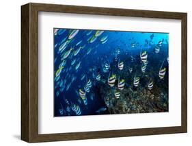 Schooling Bannerfish and Yellowback fusiliers, Maldives-Alex Mustard-Framed Photographic Print