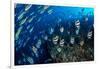 Schooling Bannerfish and Yellowback fusiliers, Maldives-Alex Mustard-Framed Photographic Print