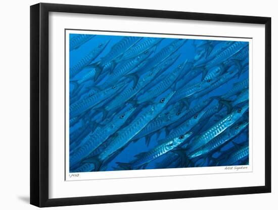 Schooling Barracuda-Jones-Shimlock-Framed Giclee Print