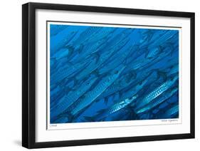 Schooling Barracuda-Jones-Shimlock-Framed Giclee Print