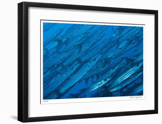 Schooling Barracuda-Jones-Shimlock-Framed Giclee Print