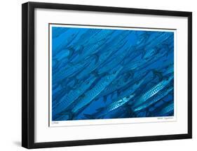 Schooling Barracuda-Jones-Shimlock-Framed Giclee Print