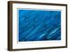 Schooling Barracuda-Jones-Shimlock-Framed Giclee Print