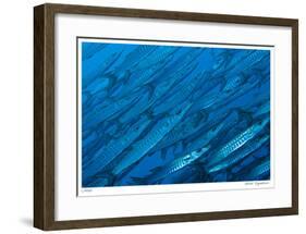 Schooling Barracuda-Jones-Shimlock-Framed Giclee Print