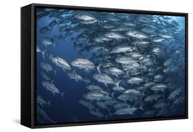 Schooling Bigeye Jacks Near Cocos Island, Costa Rica-Stocktrek Images-Framed Stretched Canvas