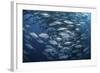 Schooling Bigeye Jacks Near Cocos Island, Costa Rica-Stocktrek Images-Framed Photographic Print