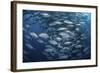 Schooling Bigeye Jacks Near Cocos Island, Costa Rica-Stocktrek Images-Framed Photographic Print