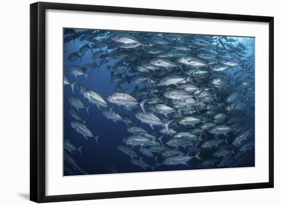 Schooling Bigeye Jacks Near Cocos Island, Costa Rica-Stocktrek Images-Framed Photographic Print