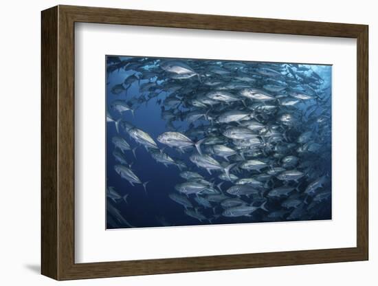 Schooling Bigeye Jacks Near Cocos Island, Costa Rica-Stocktrek Images-Framed Photographic Print