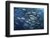 Schooling Bigeye Jacks Near Cocos Island, Costa Rica-Stocktrek Images-Framed Photographic Print