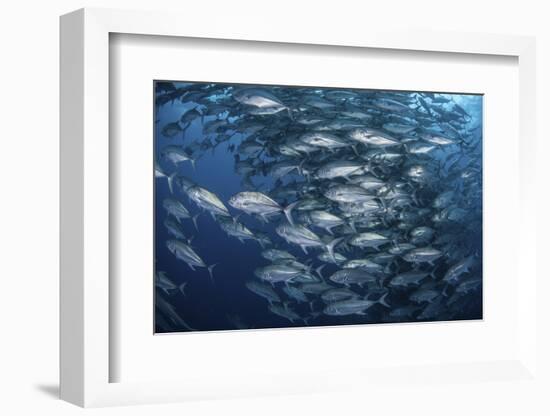 Schooling Bigeye Jacks Near Cocos Island, Costa Rica-Stocktrek Images-Framed Photographic Print