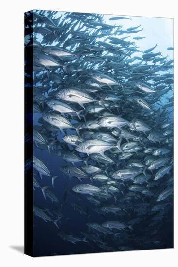 Schooling Bigeye Jacks Swim in the Depths of the Pacific Ocean-Stocktrek Images-Stretched Canvas