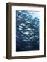 Schooling Bigeye Jacks Swim in the Depths of the Pacific Ocean-Stocktrek Images-Framed Photographic Print
