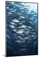 Schooling Bigeye Jacks Swim in the Depths of the Pacific Ocean-Stocktrek Images-Mounted Photographic Print