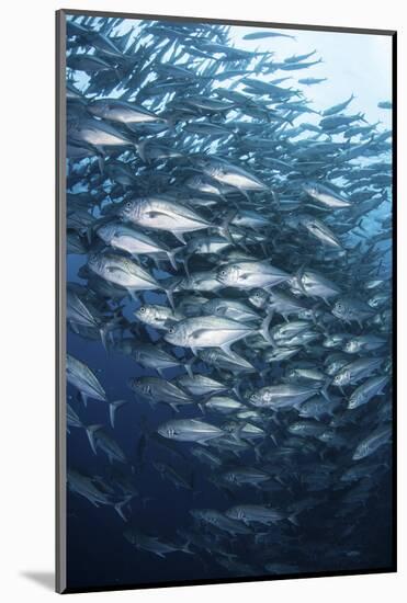Schooling Bigeye Jacks Swim in the Depths of the Pacific Ocean-Stocktrek Images-Mounted Photographic Print