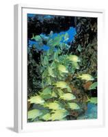 Schooling Bluestriped Grunts, Bahamas, Caribbean-Stuart Westmoreland-Framed Premium Photographic Print