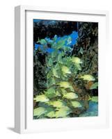 Schooling Bluestriped Grunts, Bahamas, Caribbean-Stuart Westmoreland-Framed Photographic Print