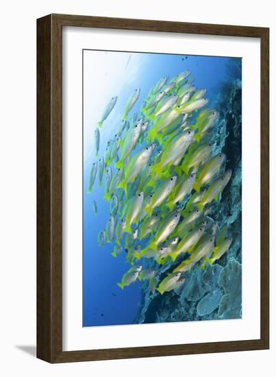 Schooling Brownstripe Snapper, Raja Ampat, West Papua, Indonesia-null-Framed Photographic Print