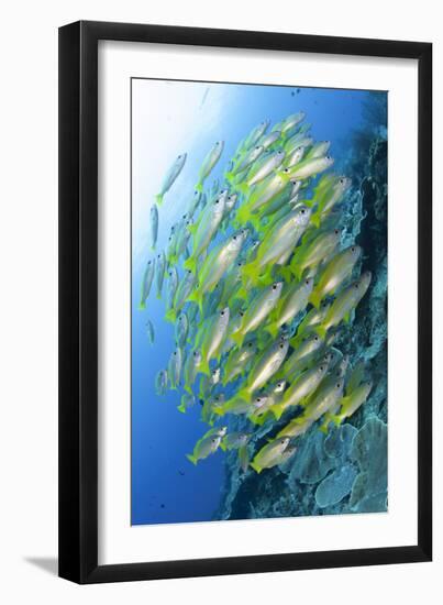 Schooling Brownstripe Snapper, Raja Ampat, West Papua, Indonesia-null-Framed Photographic Print