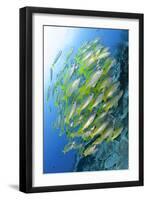 Schooling Brownstripe Snapper, Raja Ampat, West Papua, Indonesia-null-Framed Photographic Print