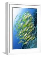 Schooling Brownstripe Snapper, Raja Ampat, West Papua, Indonesia-null-Framed Photographic Print