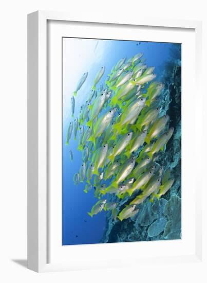 Schooling Brownstripe Snapper, Raja Ampat, West Papua, Indonesia-null-Framed Photographic Print
