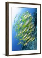 Schooling Brownstripe Snapper, Raja Ampat, West Papua, Indonesia-null-Framed Photographic Print